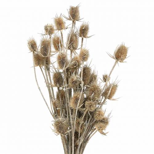 Floristik24 Kuivatut kukat Thistle White pesty 60cm 100g