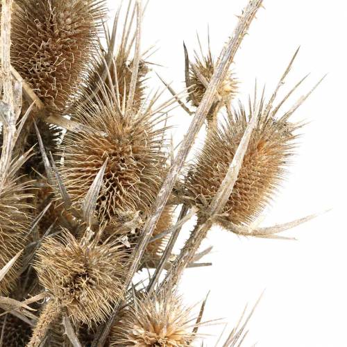 Floristik24 Kuivatut kukat Thistle White pesty 60cm 100g