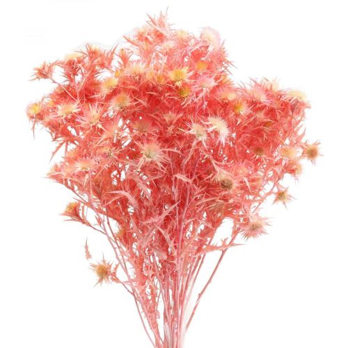 kohteita Kuivattu ohdake deco-oksa Pölyiset vaaleanpunaiset kuivatut kukat 100g