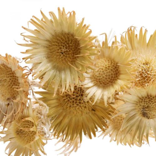 Thistle kuivattu deco-oksa Bergdistel Alpendistel 10St
