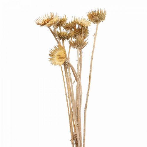 Thistle kuivattu deco-oksa Bergdistel Alpendistel 10St