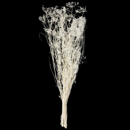 kohteita Sarjakukat (Umbellifera) Valkoinen 70-80cm 150g
