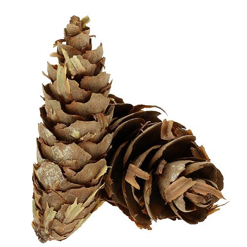 kohteita Douglasin käpyjä 1,3 kg