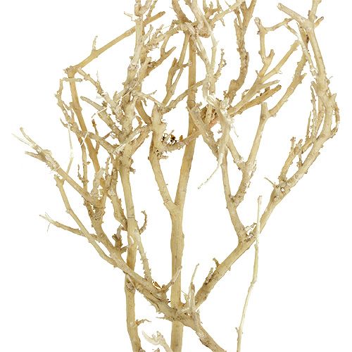 kohteita Dry Tree 500g valkaistu