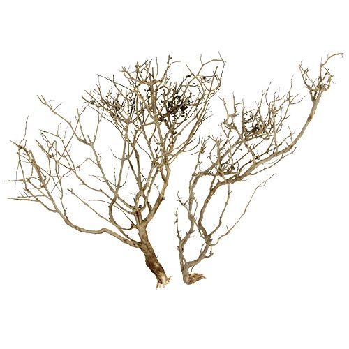 Floristik24 Dry Tree Nature 500gr