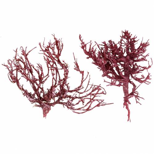 Floristik24 Decoast Coral Branch Punainen Valkoinen pesty 500g