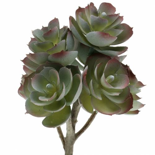 Floristik24 Mehevä Echeveria tummanvihreä 21cm 3kpl