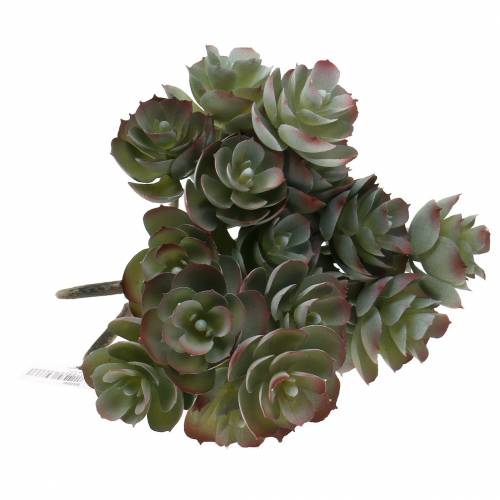 Floristik24 Mehevä Echeveria tummanvihreä 21cm 3kpl