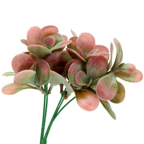 Floristik24 Echeveria-oksanvihreä, luumu 24cm 6kpl