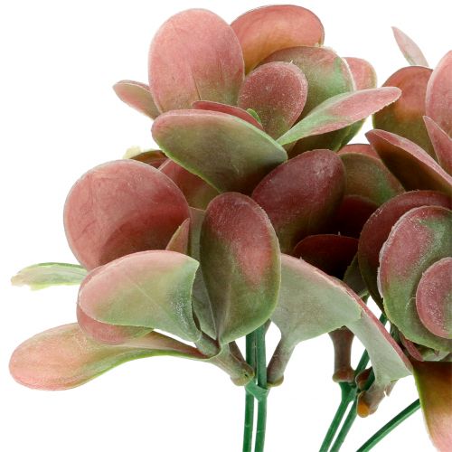 Floristik24 Echeveria-oksanvihreä, luumu 24cm 6kpl