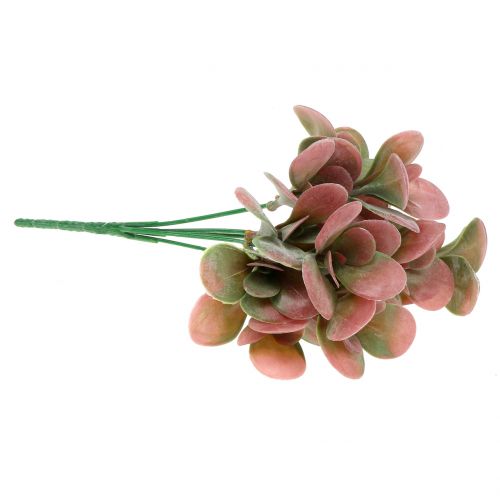 Floristik24 Echeveria-oksanvihreä, luumu 24cm 6kpl