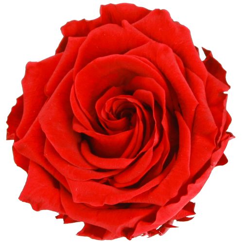 Aitoja ruusunpäitä Infinity Roses Red Premium Ø8.5cm 4 kpl