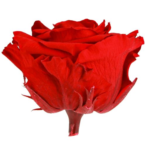 kohteita Aitoja ruusunpäitä Infinity Roses Red Premium Ø8.5cm 4 kpl