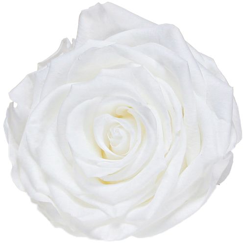Aitoja ruusunpäitä Infinity Roses White Premium Ø8.5cm 4 kpl