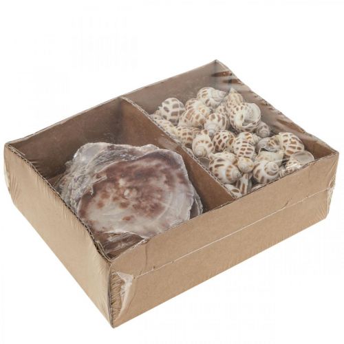 kohteita Real shells etanankuoret koristelu, Capiz helmiäinen kuori 400g
