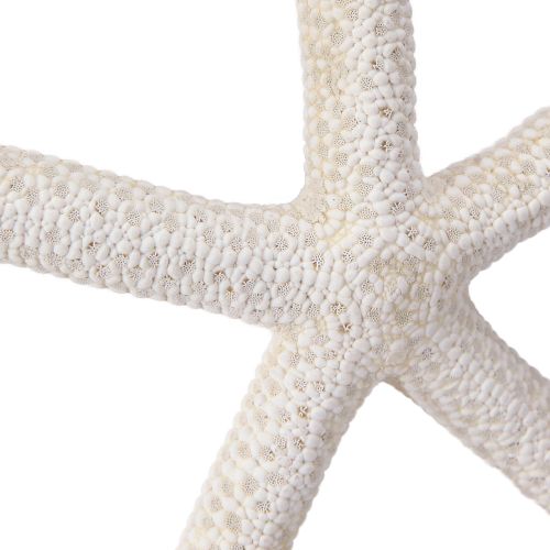 kohteita Aito meritähti luonnonkoristelu merellinen Ø16-20cm 10 kpl