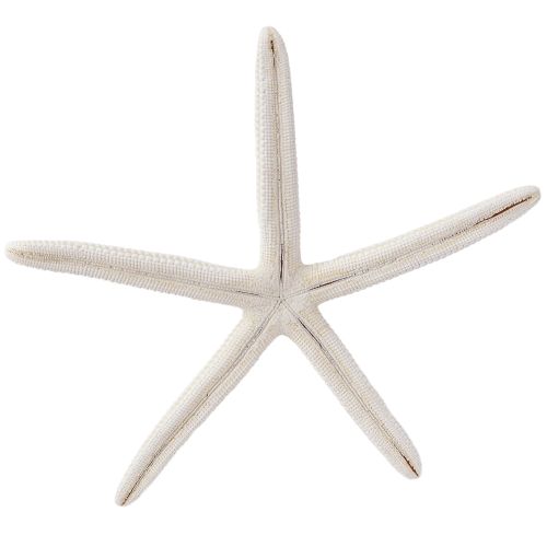kohteita Aito meritähti luonnonkoristelu merellinen Ø16-20cm 10 kpl