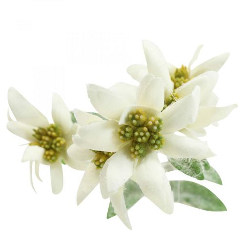 Floristik24 Edelweissin tekokukka valkoinen parvi 38cm