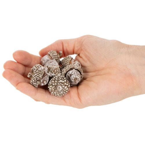 Tammenterhot, luonnontuote koristeeksi, kalkittu, 1-3 cm, 300 g | Floristik24.fi