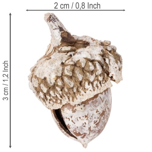 Tammenterhot, luonnontuote koristeeksi, kalkittu, 1-3 cm, 300 g | Floristik24.fi
