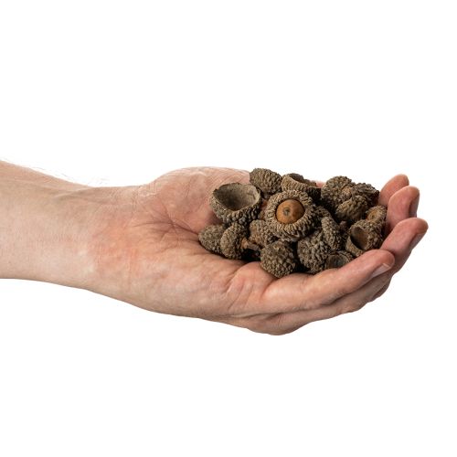 Luonnonväriset tammenterhojen hatut, koristeelliset kulhot syksyyn ja adventtiin, 2 cm, 300 g | Floristik24.fi