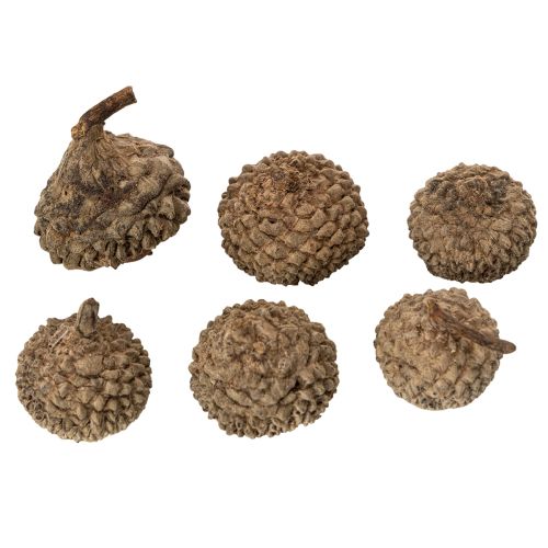 Luonnonväriset tammenterhojen hatut, koristeelliset kulhot syksyyn ja adventtiin, 2 cm, 300 g | Floristik24.fi