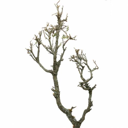 Floristik24 Koristeellinen tammi bonsai luonto