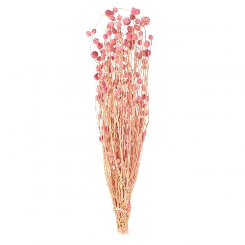 Mansikka ohdakekoriste vanha pinkki kuivatut kukat pinkki 50cm 100g