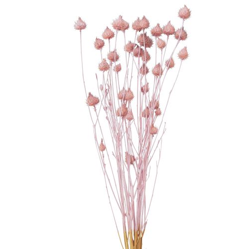 Floristik24 Mansikka ohdake kuiva ohdake koriste vaaleanpunainen 58cm 65g