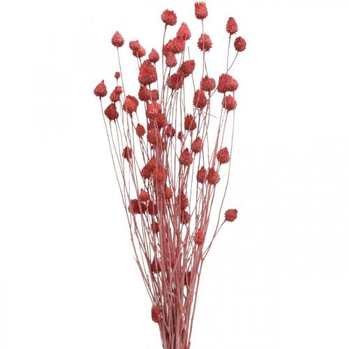 Kuivatut kukat Kuivatut ohdake Mansikka Ohdake Vaaleanpunainen 100g