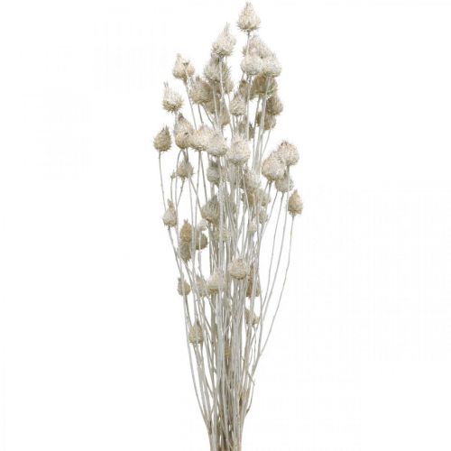 Kuivatut kukat Valkoinen kuivattu ohdake Mansikka ohdake Värillinen 100g