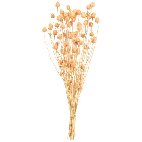 kohteita Mansikka ohdake kuiva koriste ohdake lohessa 55cm 100g