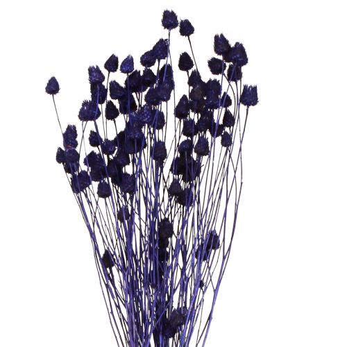 kohteita Mansikka Ohdake Kuiva Ohdake Koriste Violetti 44-58cm 100g