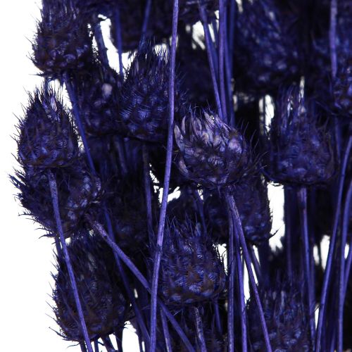 kohteita Mansikka Ohdake Kuiva Ohdake Koriste Violetti 44-58cm 100g