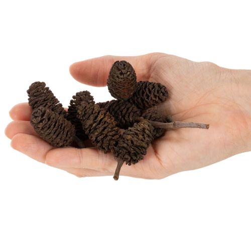 Luonnonvärisiä leppäkävyjä, irtonaisia, koristeeksi, 3 cm, 300 g, luonnonruskea. | Floristik24.fi