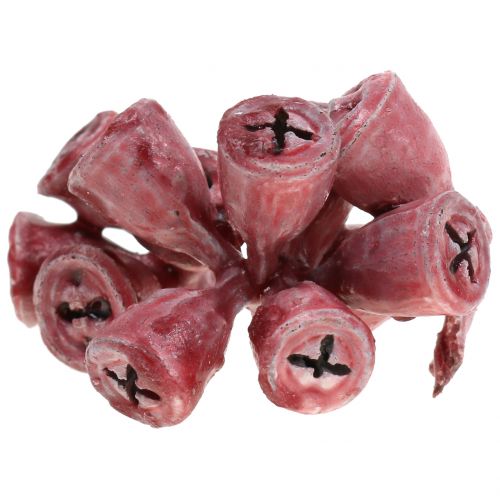 Floristik24 Eukalyptushedelmät voidellut punaisina 250g