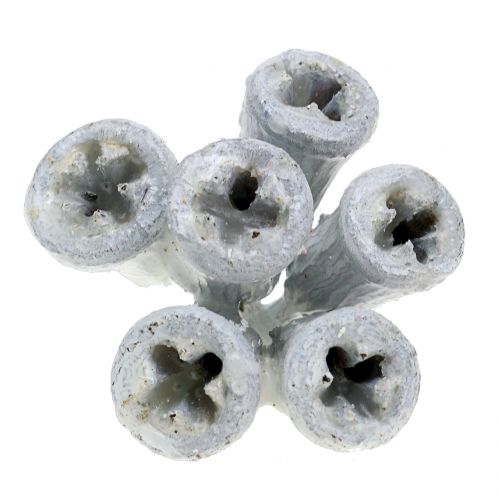 Floristik24 Eukalyptushedelmät vahattu valkoinen 250g