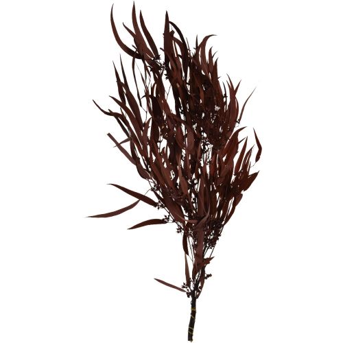 kohteita Eukalyptussäilötyt Eukalyptuksen oksat Punainen, Ruskea 56cm 135g