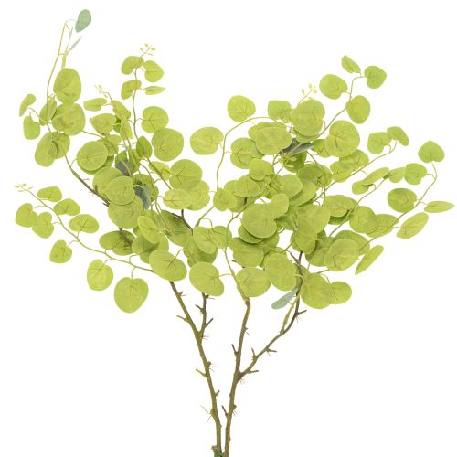 kohteita Koristeellinen eukalyptusoksa, ihanteellinen pöytäkoriste, 120 cm