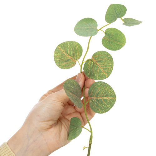 kohteita Koristeellinen eukalyptusoksa, ihanteellinen pöytäkoriste, 120 cm