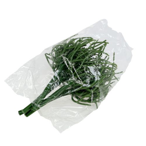 Floristik24 Euphorbia Pick Vihreä 19cm 4kpl