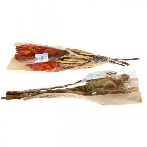 Floristik24 Protea Mix, Kuivatut kukat Respens Natural/Red 13 kpl