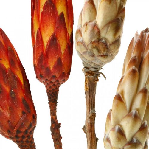 Floristik24 Protea Mix, Kuivatut kukat Respens Natural/Red 13 kpl