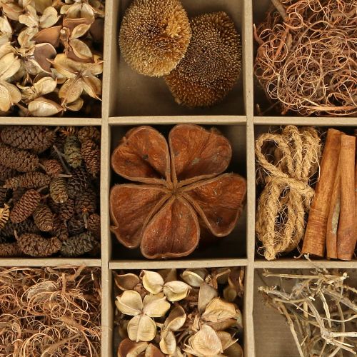 Floristik24 Eksoottinen sekoitus luonto