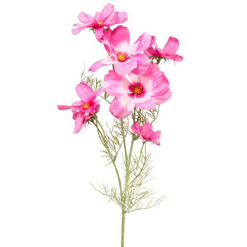 Floristik24 Cosmea Kosmee korukori tekokukka pinkki 75cm