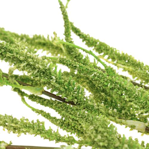 Floristik24 Amaranth Green Cascade Foxtail tekokasvi vihreä 95cm