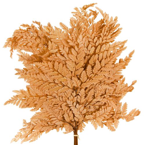 kohteita Saniaiskoristelu Oikea saniainen Fronds Oranssi Säilötyt 45cm 10 Kpl