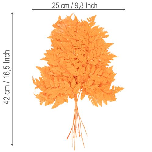 Kuivattuja ja säilöttyjä saniaisenlehtiä kukkakauppoihin ja syyskoristeisiin, 42 cm, 10 kpl | Floristik24.fi