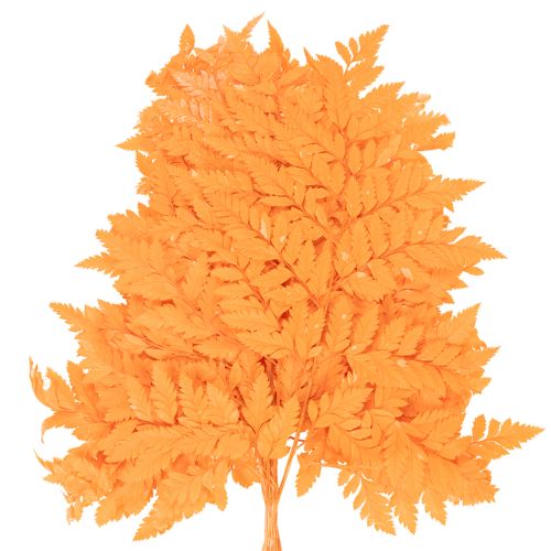 Kuivattuja ja säilöttyjä saniaisenlehtiä kukkakauppoihin ja syyskoristeisiin, 42 cm, 10 kpl | Floristik24.fi