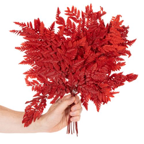 Säilötyt ja värjätyt saniaisenlehdet, aito saniaiset syysasetelmiin, 42 cm, 10 kpl | Floristik24.fi